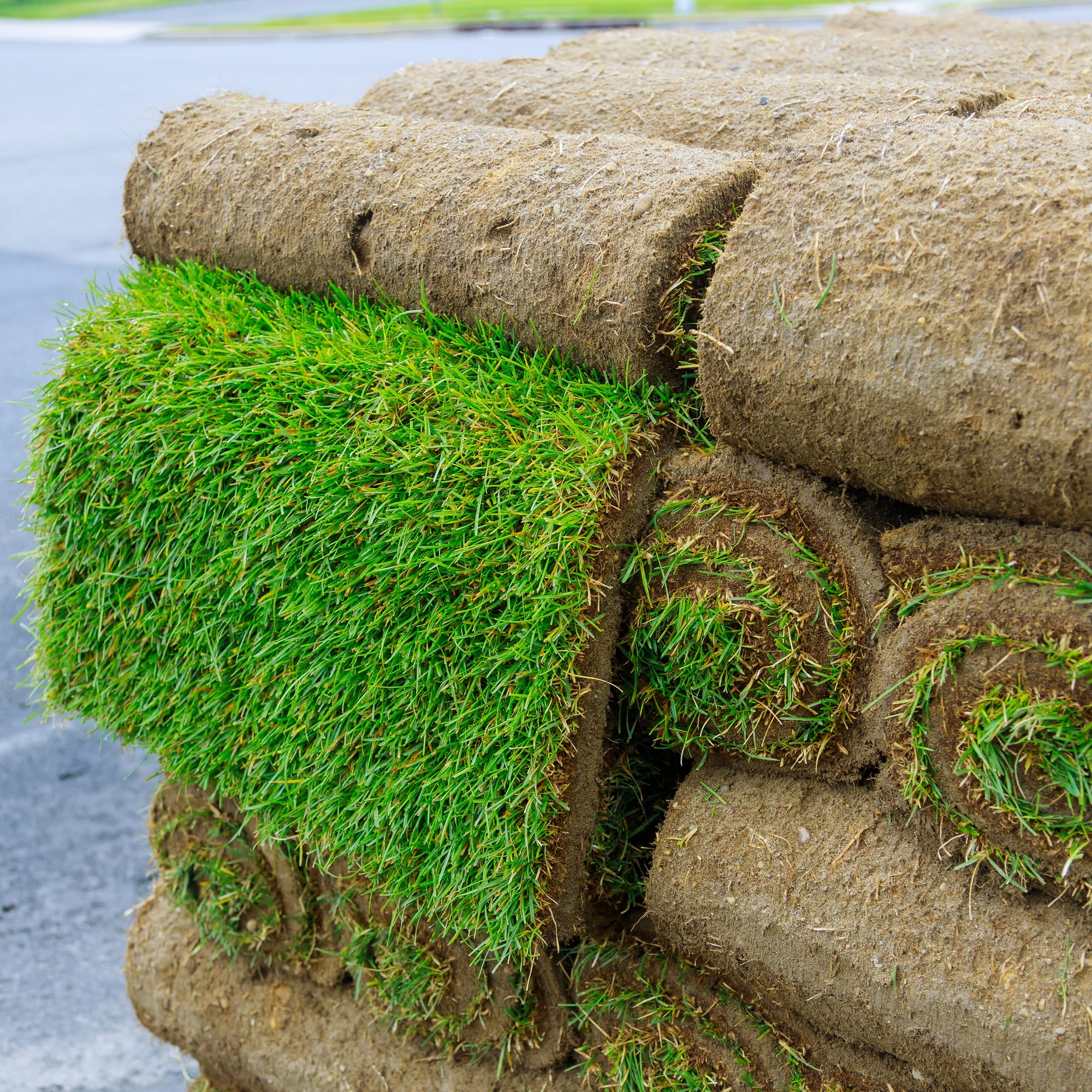 Amenity general purpose turf