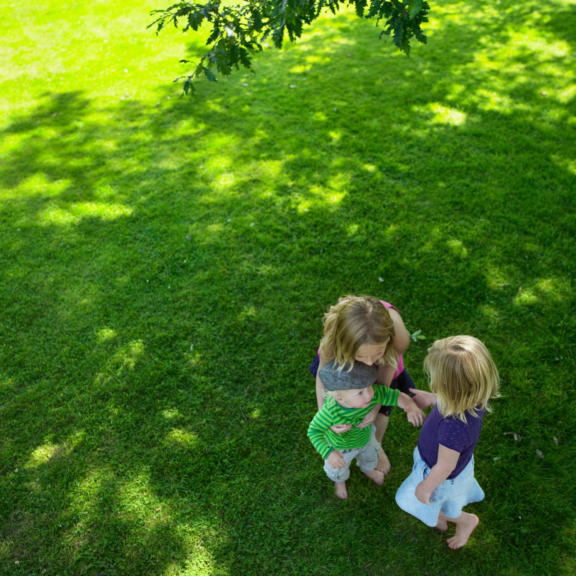 Shade tolerant turf